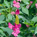 PIERIDAE, Phoebis rurina rurina